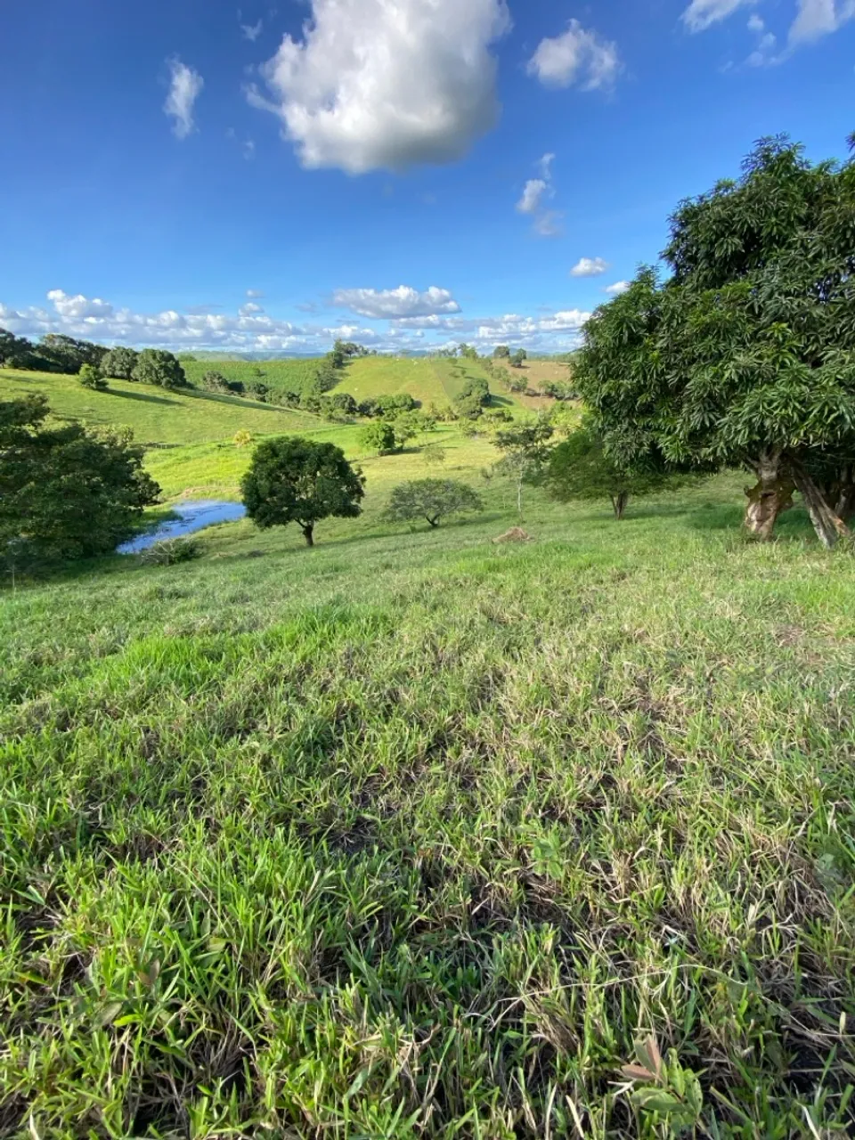 Sítio a venda em união dos Palmares