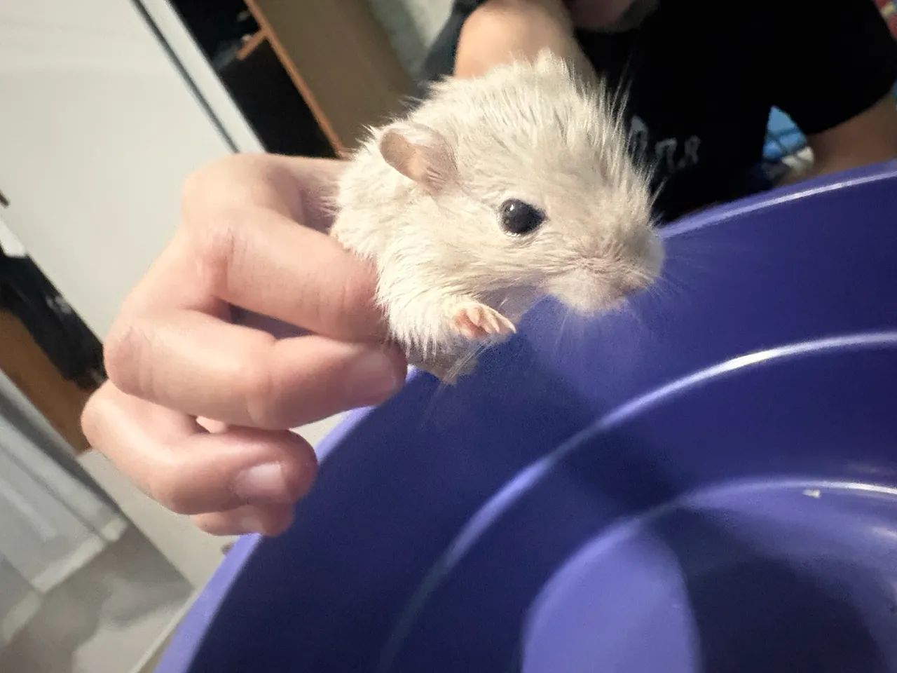 Esquilo da Mongólia Gerbil - Foto 5