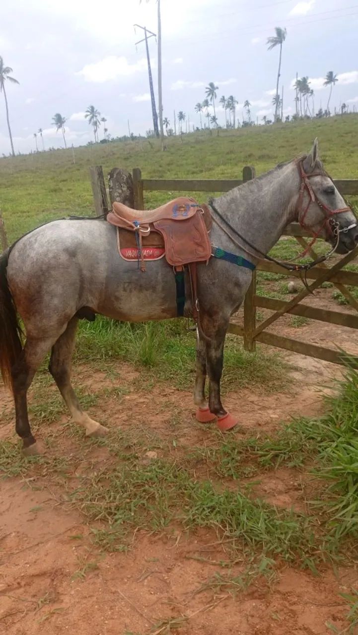 Cavalo bom é barato,pordo de apenas 4 anos,marcha picada bom de verdade  - Foto 3