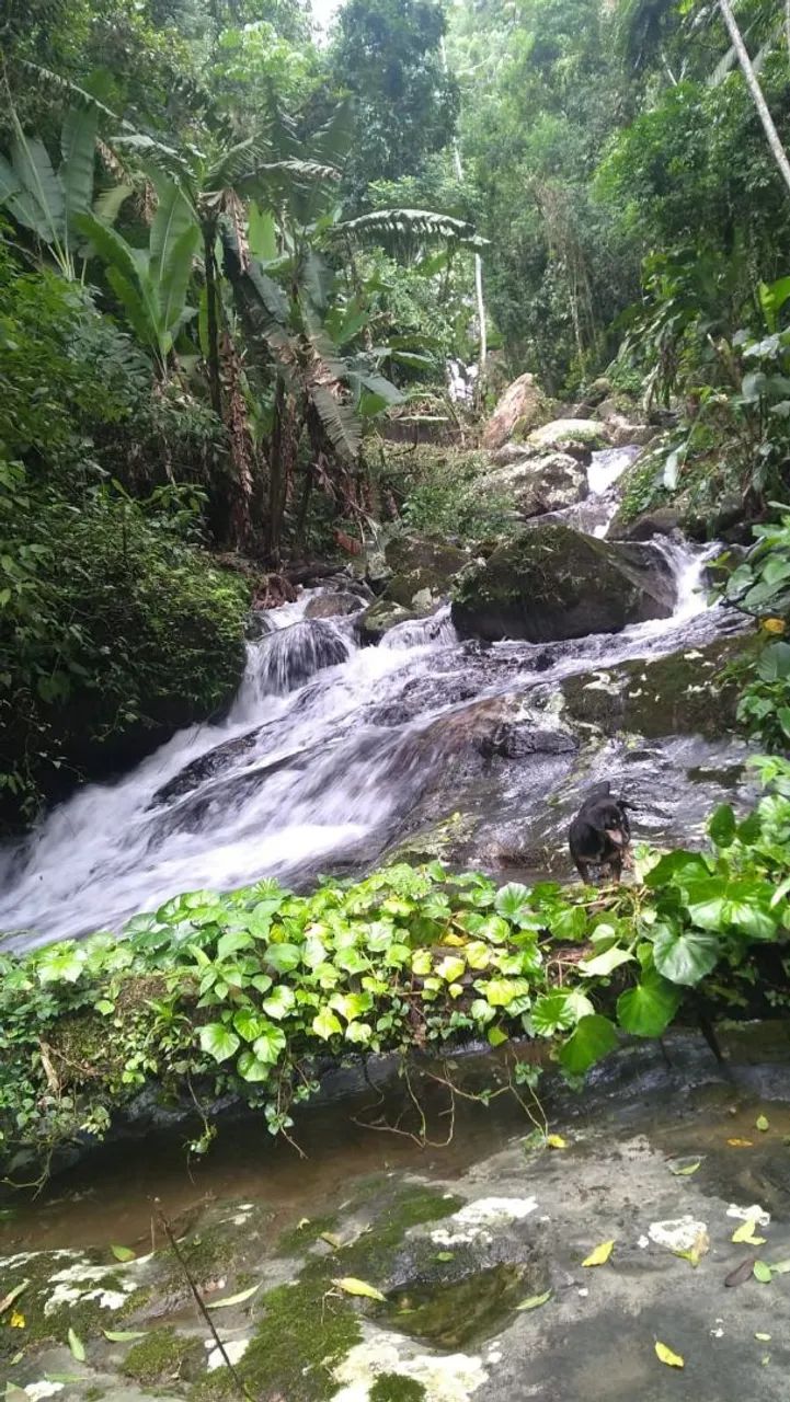 Terreno / sítio / Chácara  - Foto 4