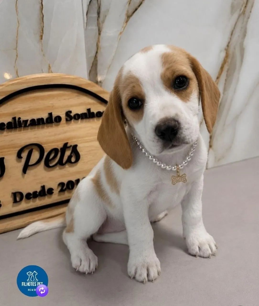 Beagle