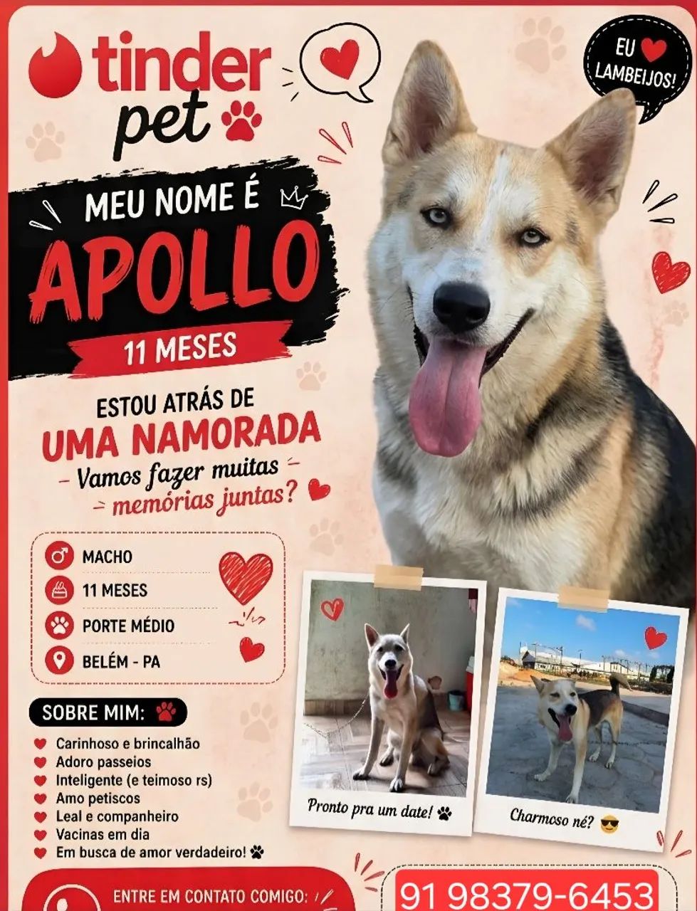 Husky Siberiano Macho 