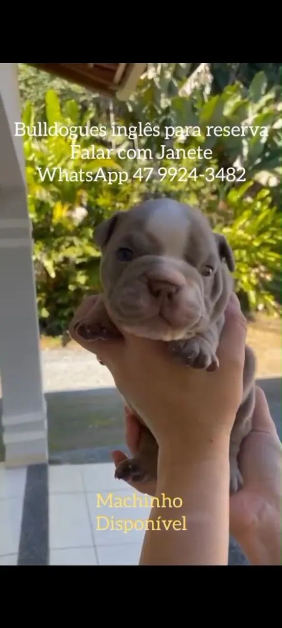 Bulldog Inglês  - Foto 4