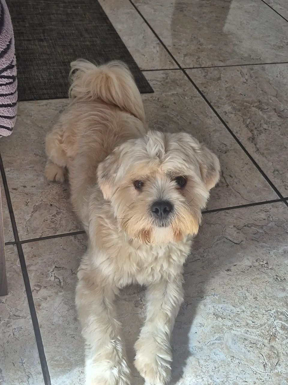 Cachorro doando  - Foto 2