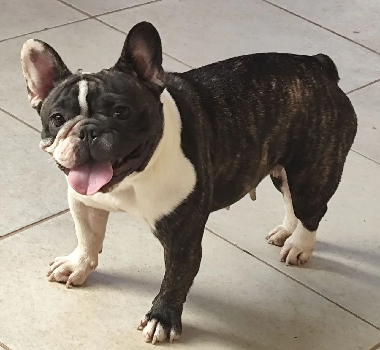 Fêmea de buldogue francês  - Foto 3