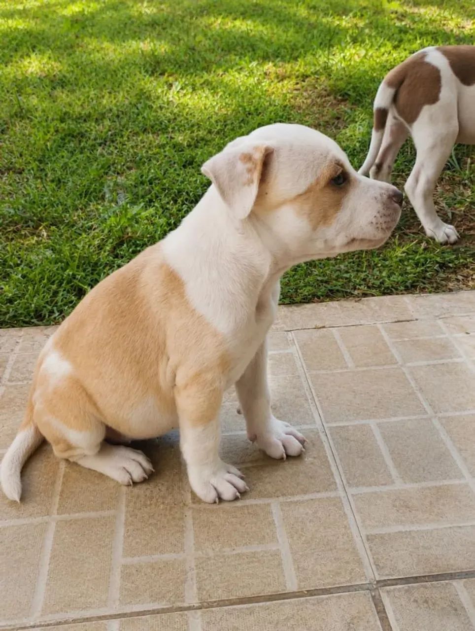 Filhote de Pitbull puro - Foto 2
