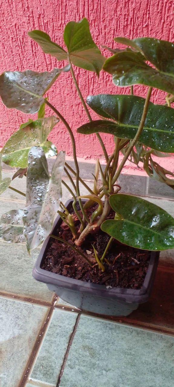 Vasos com lindas plantas  - Foto 5