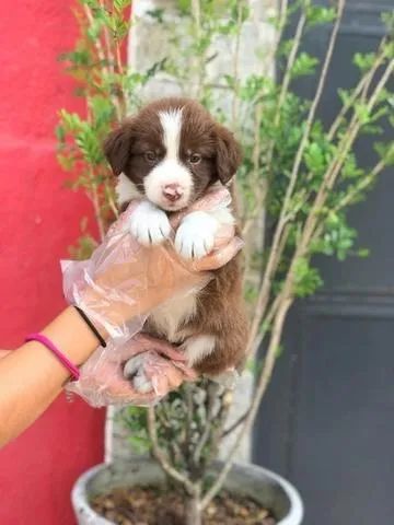 Border Collie- Inteligência e charme- Daniela