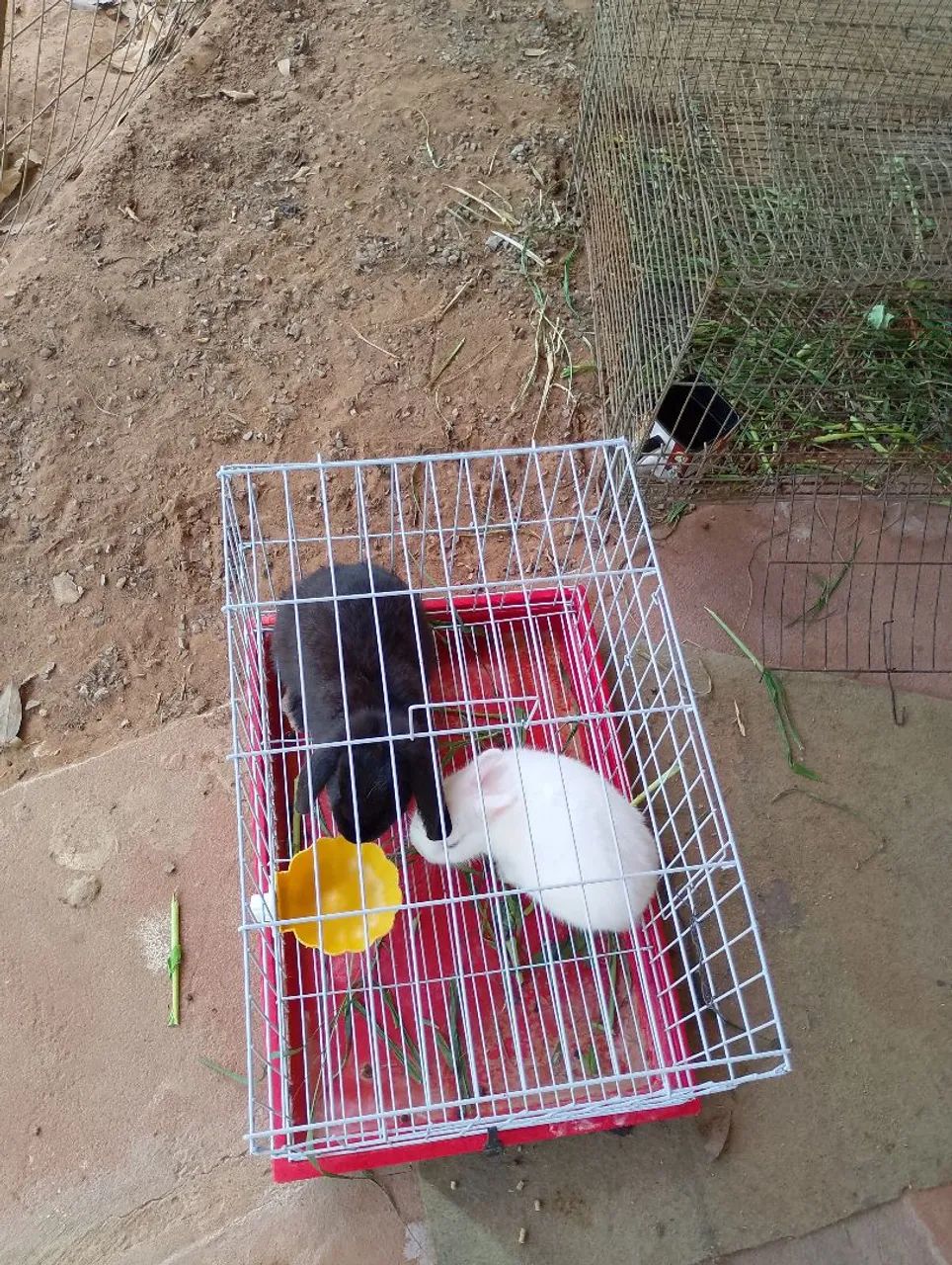 Vende-se mini coelhas - Foto 5