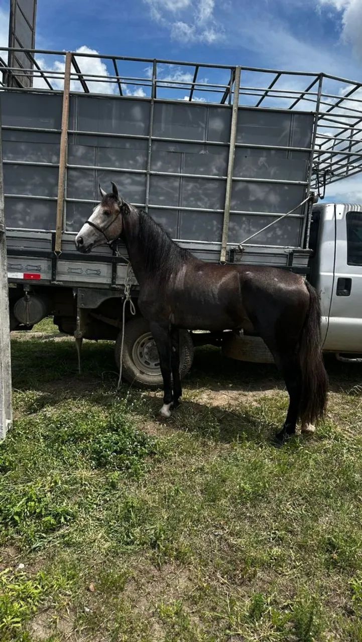 Vendo cavalos e éguas de marcha PICADA alguns em até 30 parcelas a partir dos 10 mil  - Foto 2