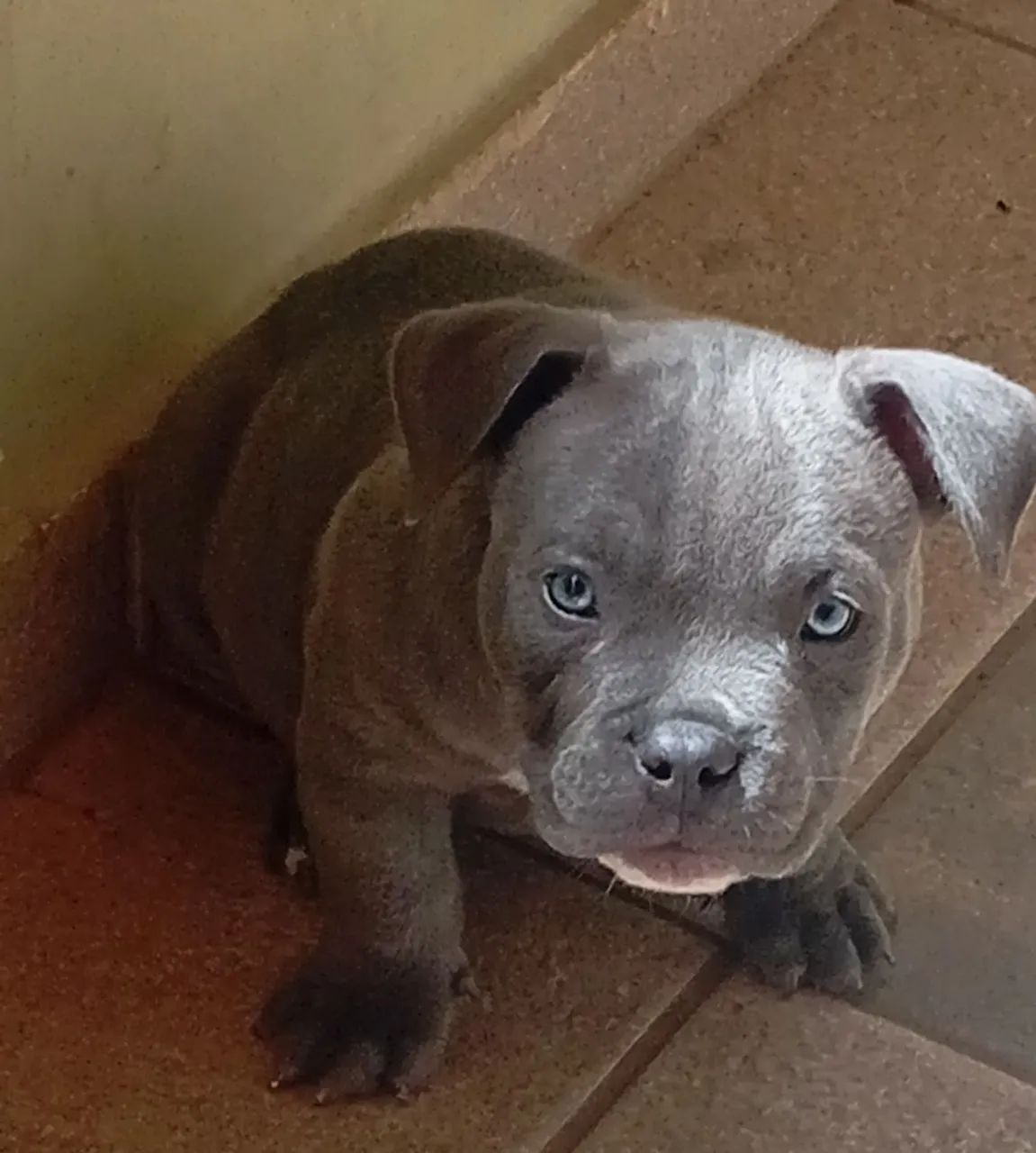 American Bully 