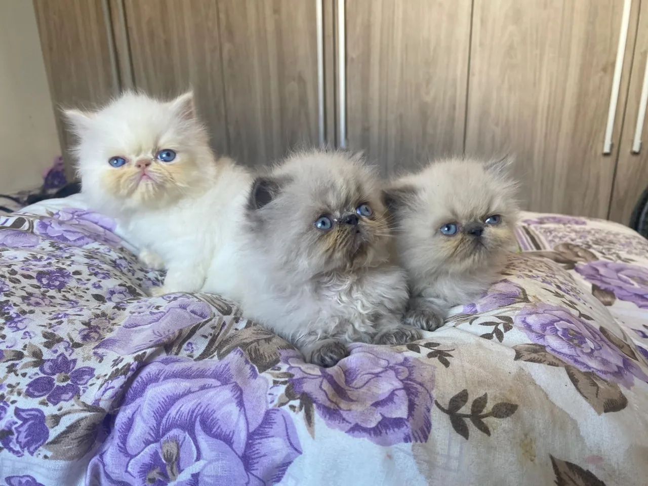 Persa Nas Cores Bicolor, Cinza Blue, Tricolor e Red  - Foto 2