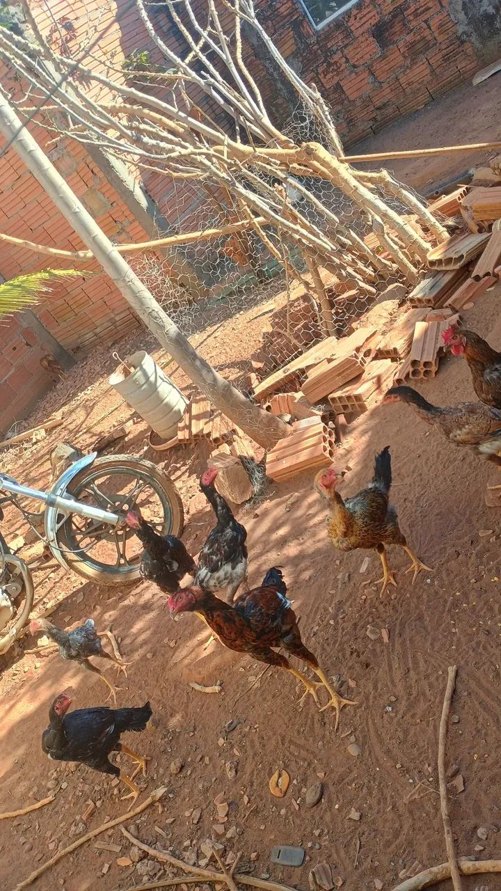 Galinha caipira  - Foto 2