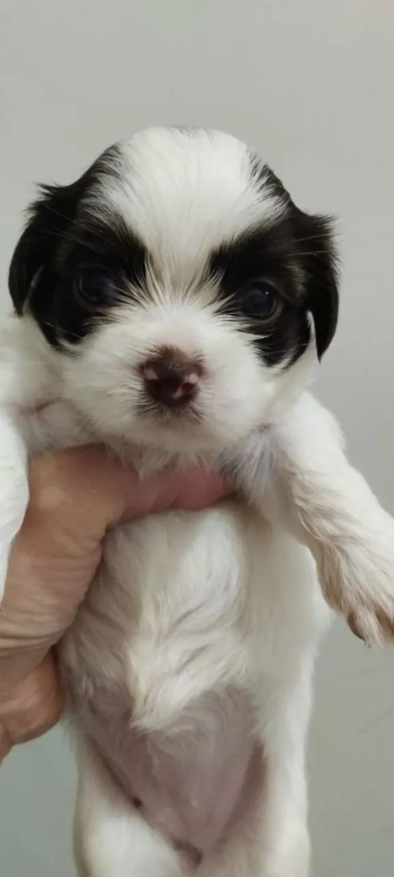 Vendo shih Tzu 