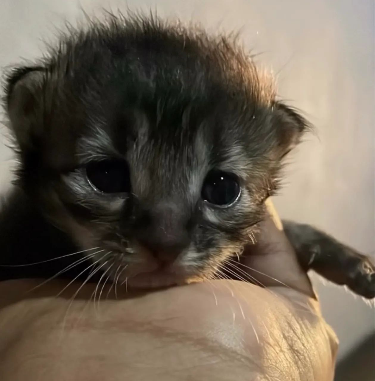 Gatinhos para doação 