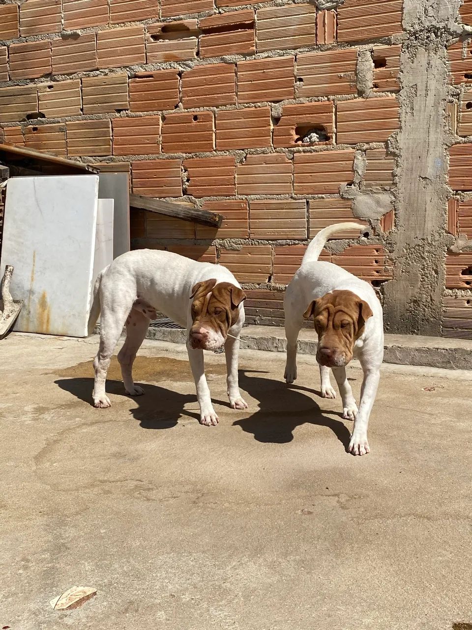 Shar pay - Foto 5