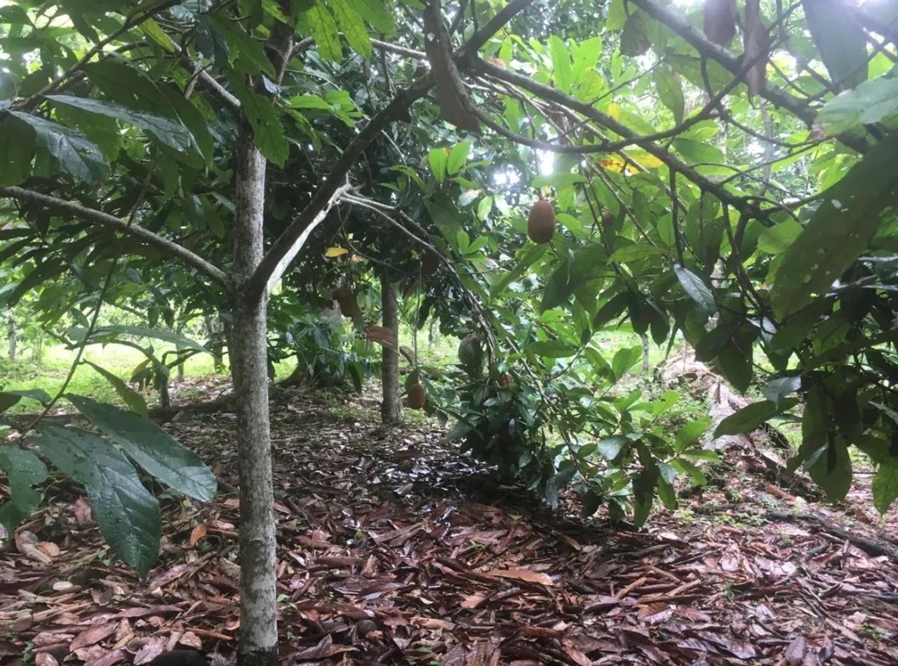 Sítio a venda em Valença-Ba.  - Foto 4