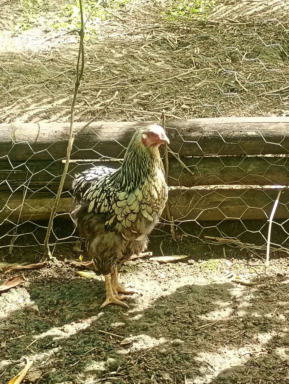 Galinha 