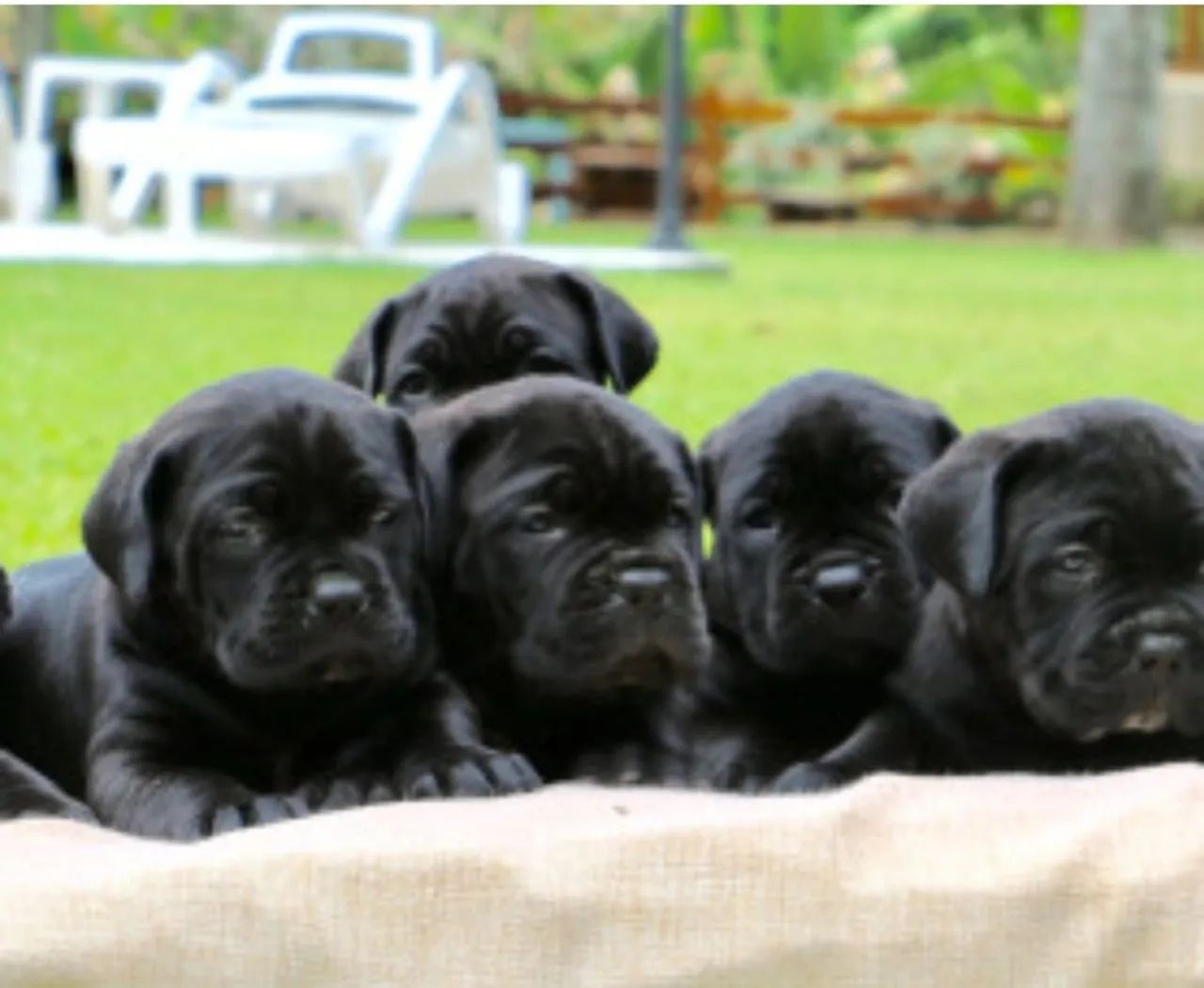 Cane corso 