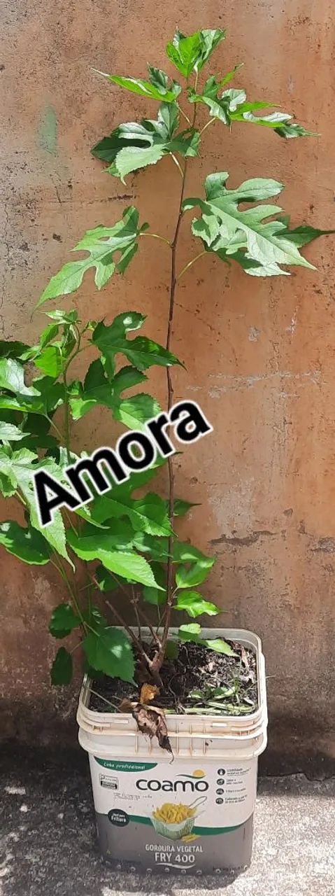 Plantas frutíferas  - Foto 3