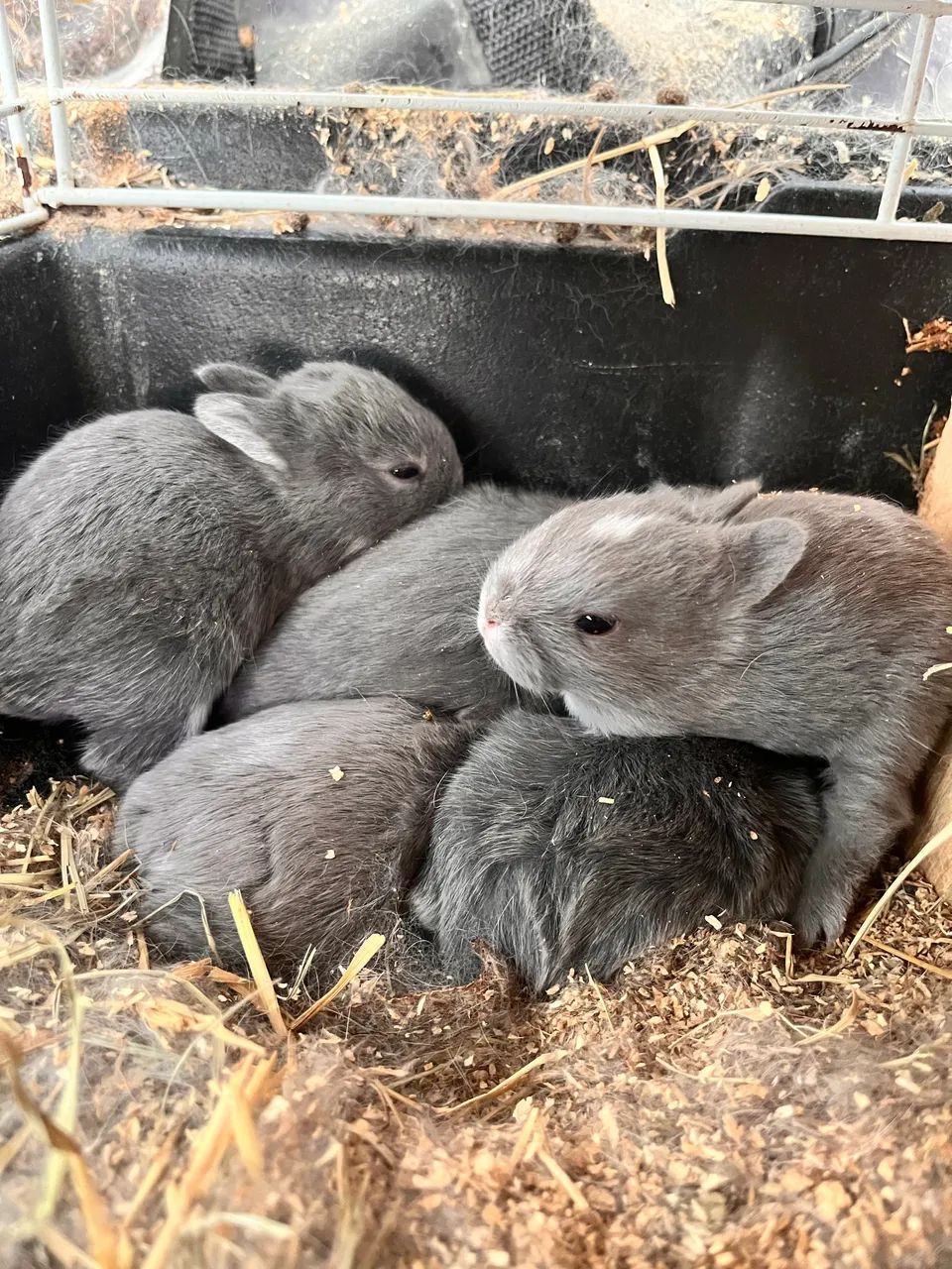 Netherland Dwarf