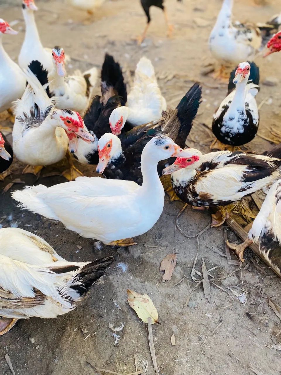 Patos machos e fêmeas  - Foto 2