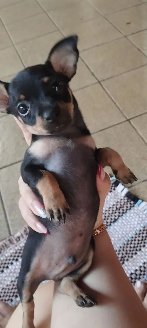 Venda de pinscher 