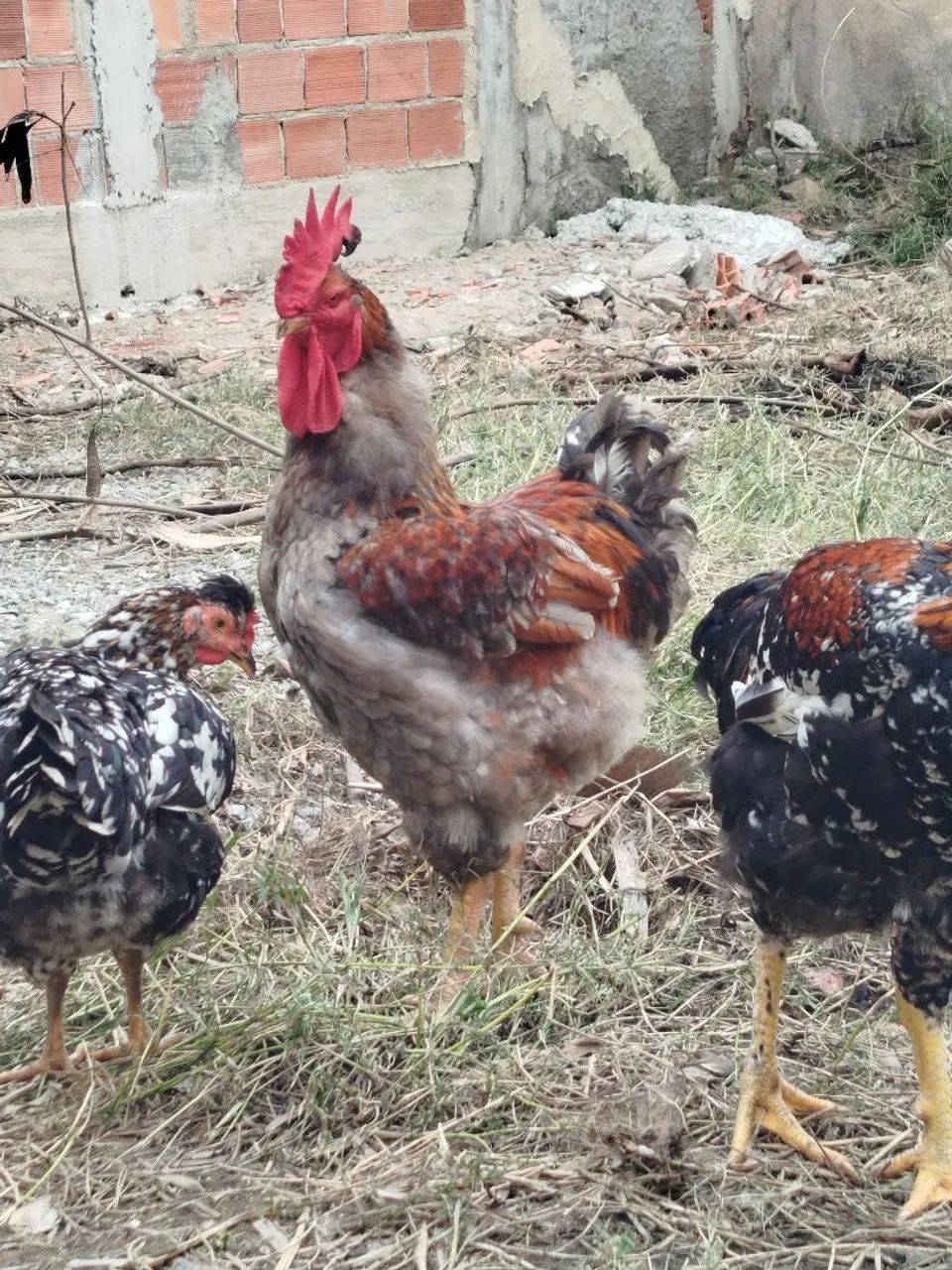 Galinhas gsb sertaneja - Foto 3