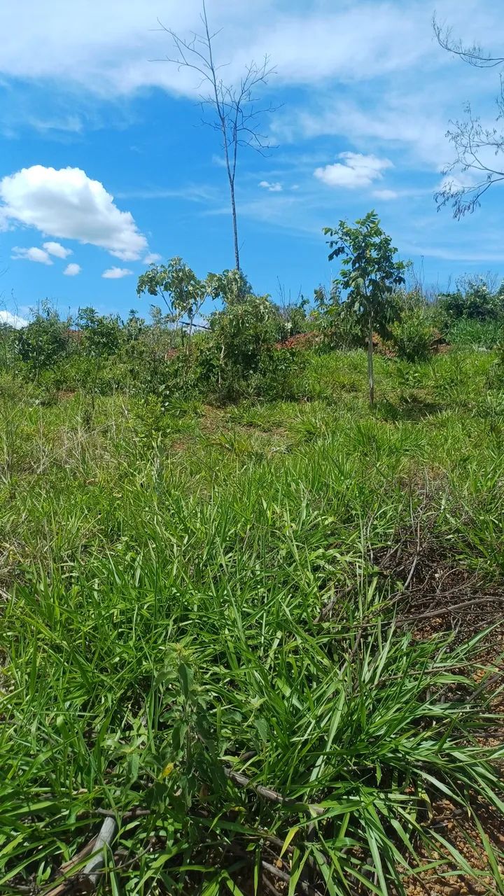 Vende-se chácara próximo a planalmira  - Foto 2