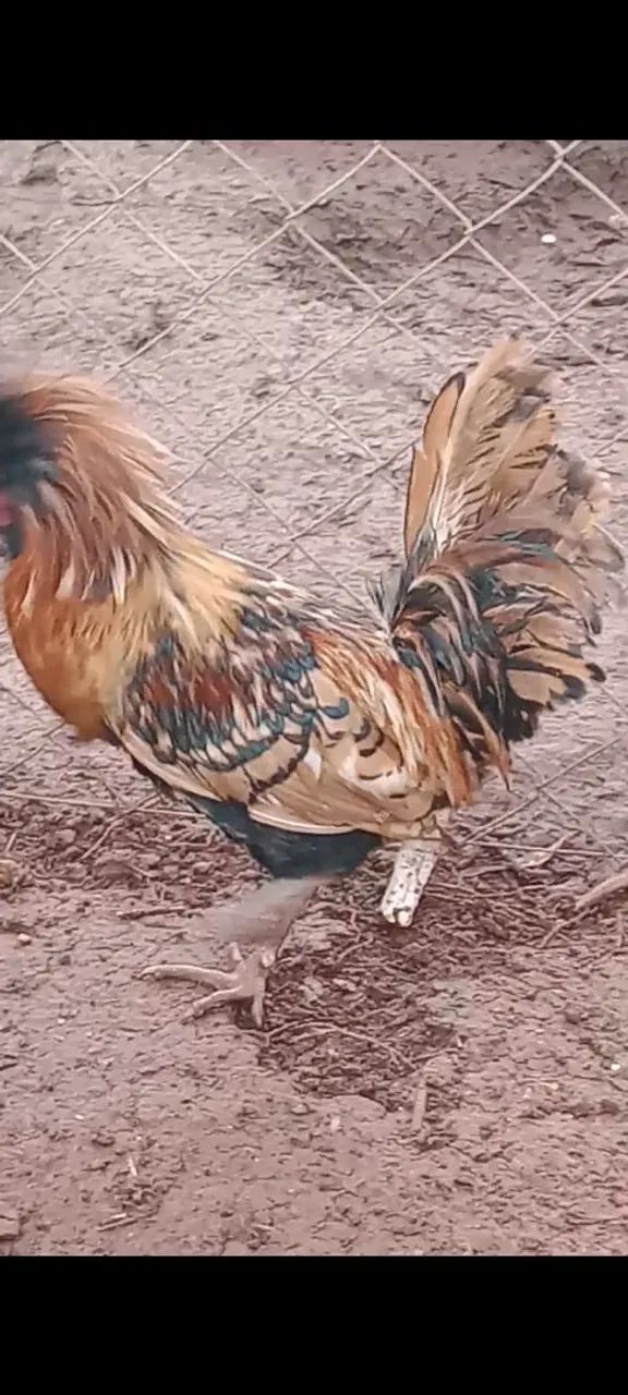 Frango polonês macho 