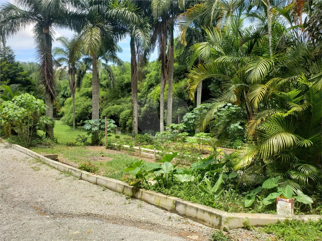 Terreno à venda em Vila amélia - SP - Foto 2
