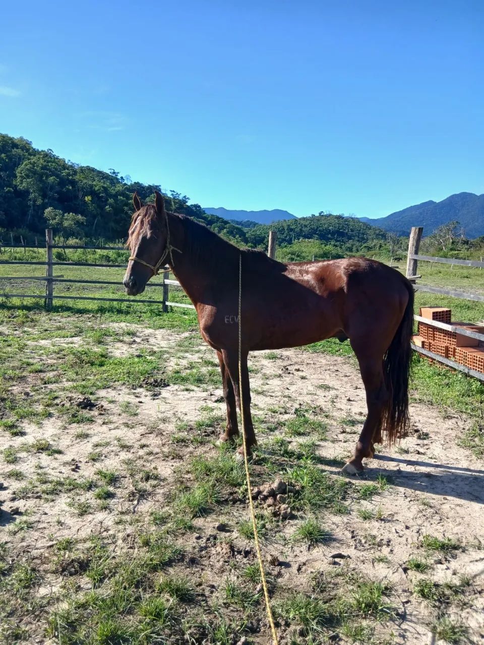Cavalo Ganhao ótimo manga larga .. 