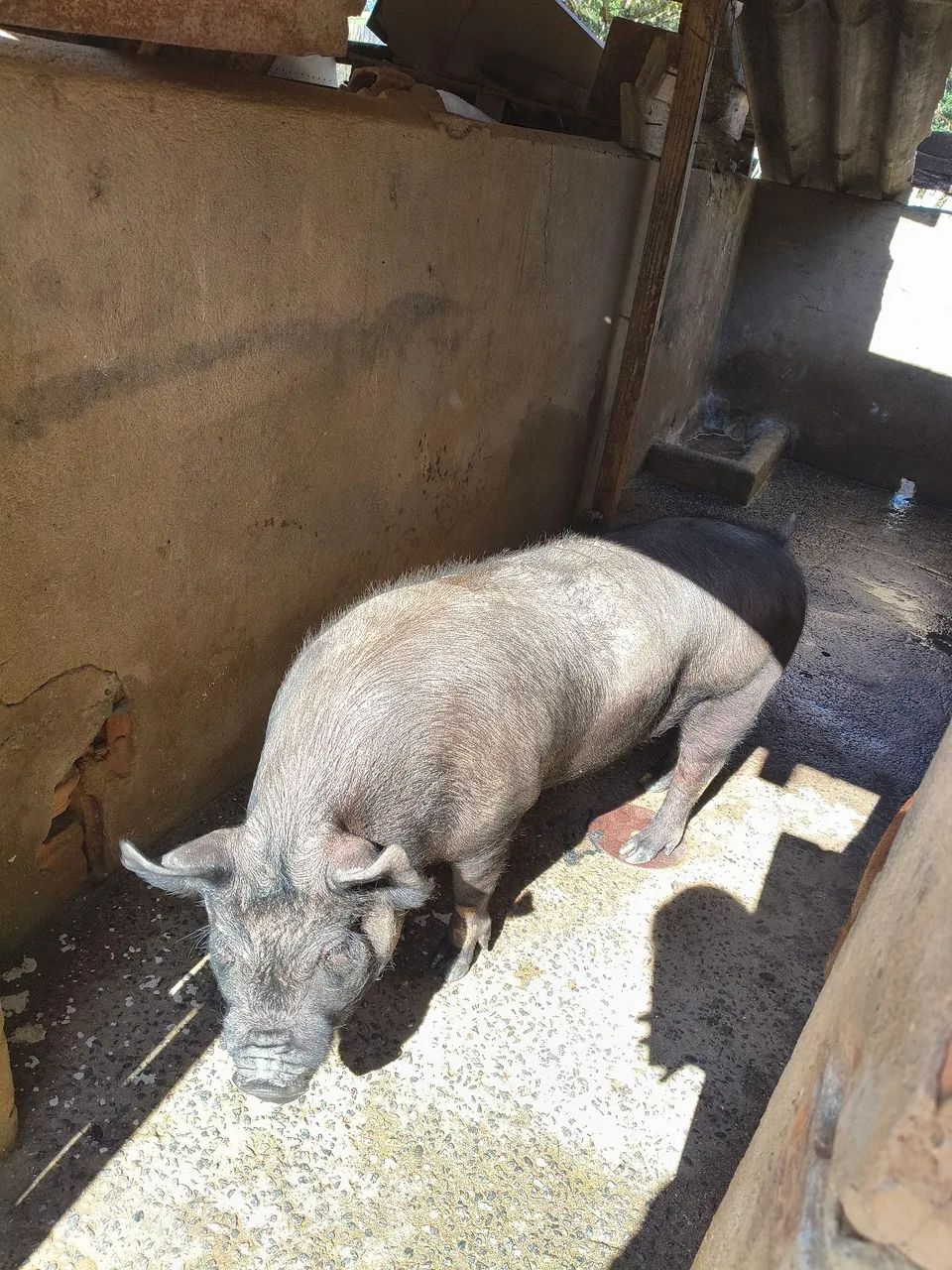 Vendo Leitoa, está em Varginha! 
