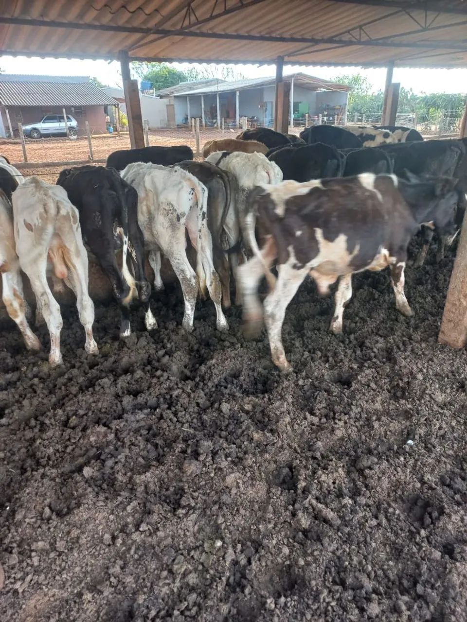 Vende bezerro - Foto 5
