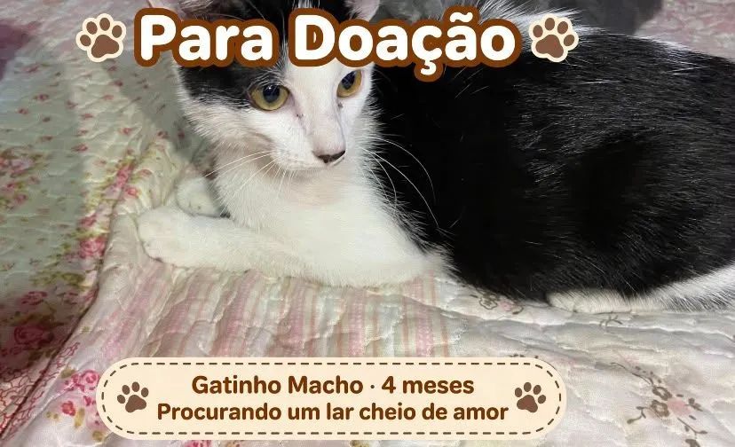 Adoção responsável gatinhos  - Foto 2