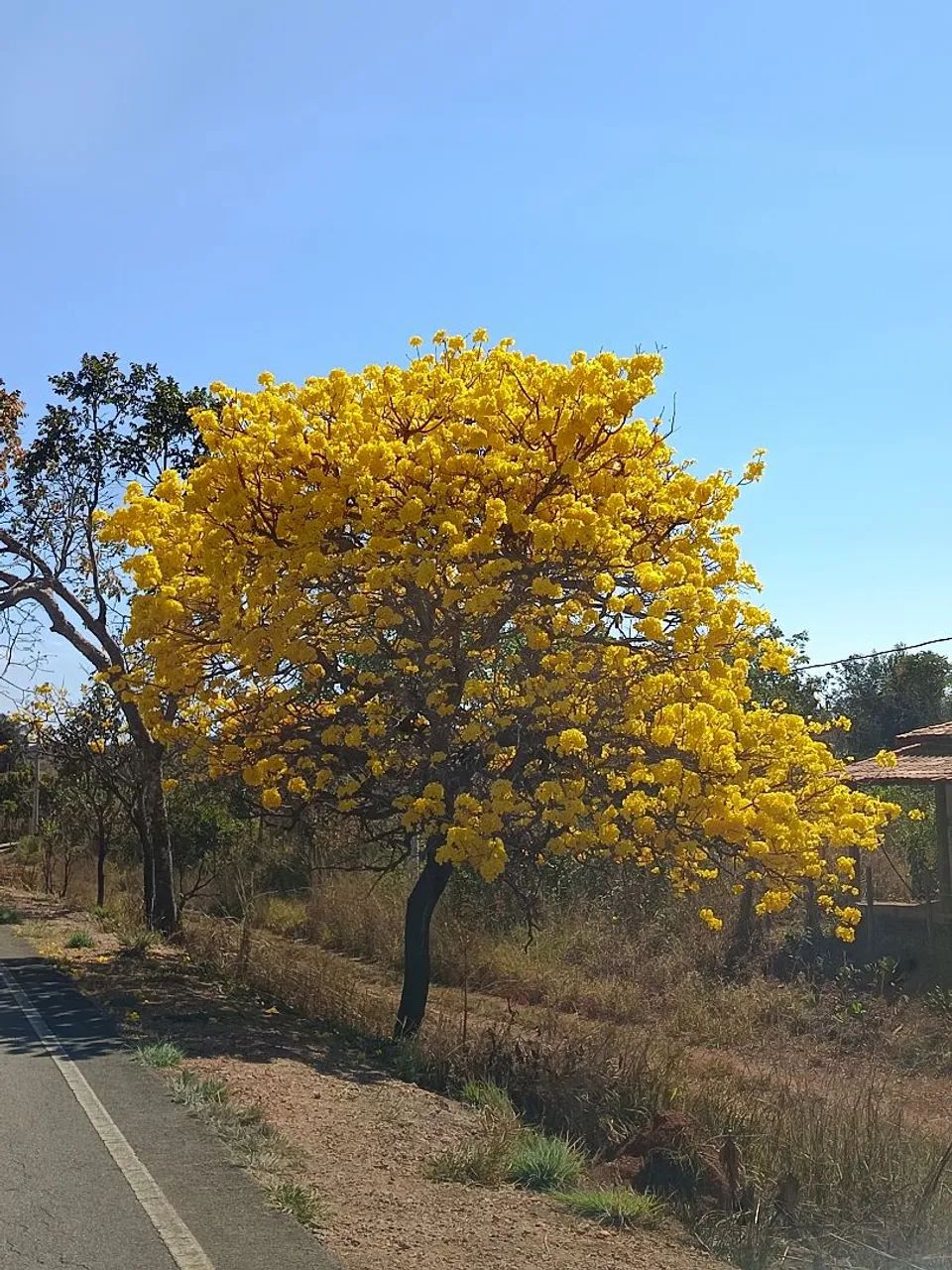 Lote 460m2 - Foto 3