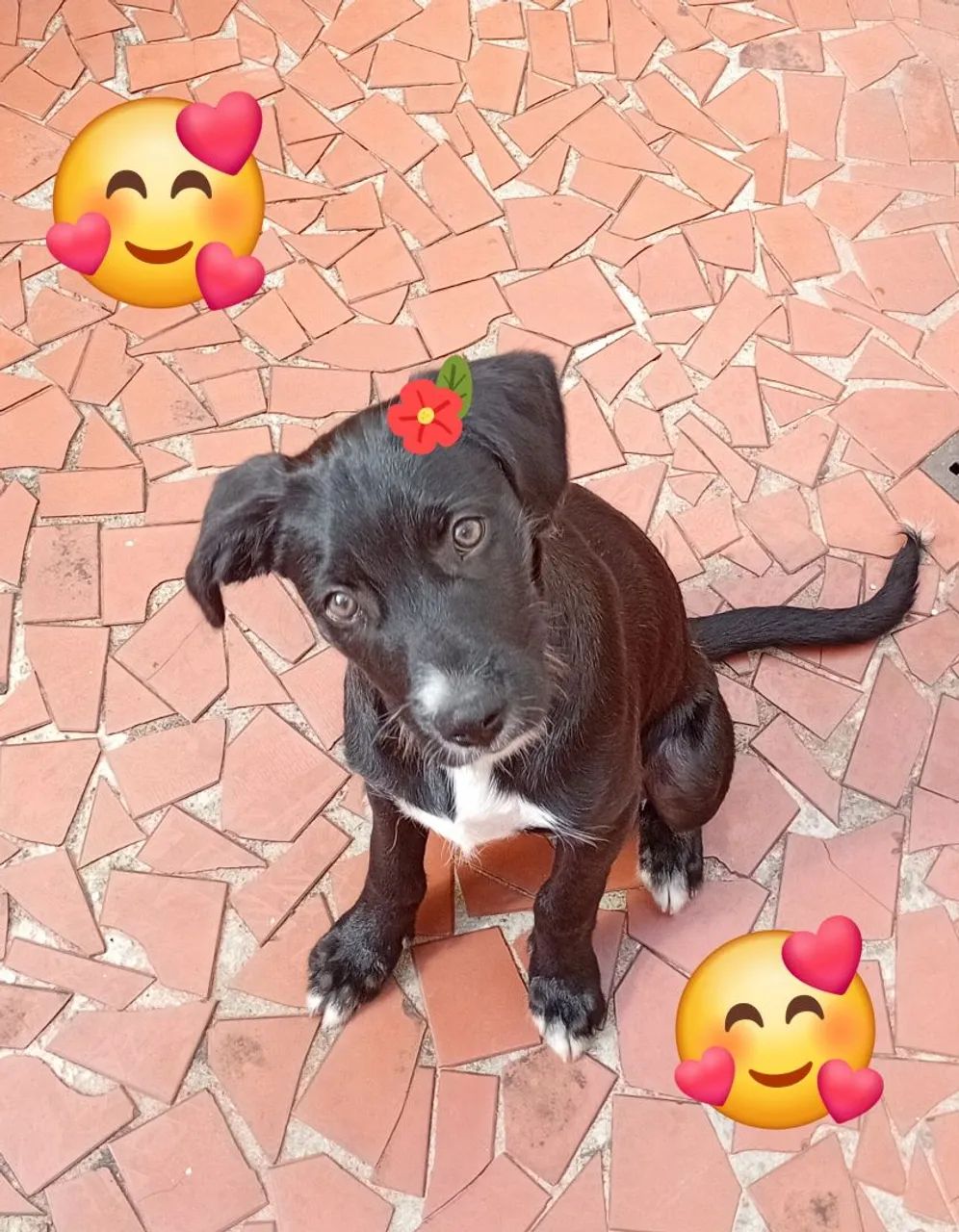 Cachorrinha para doação responsável 