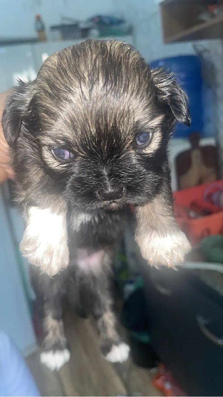 Shih Tzu - Foto 2