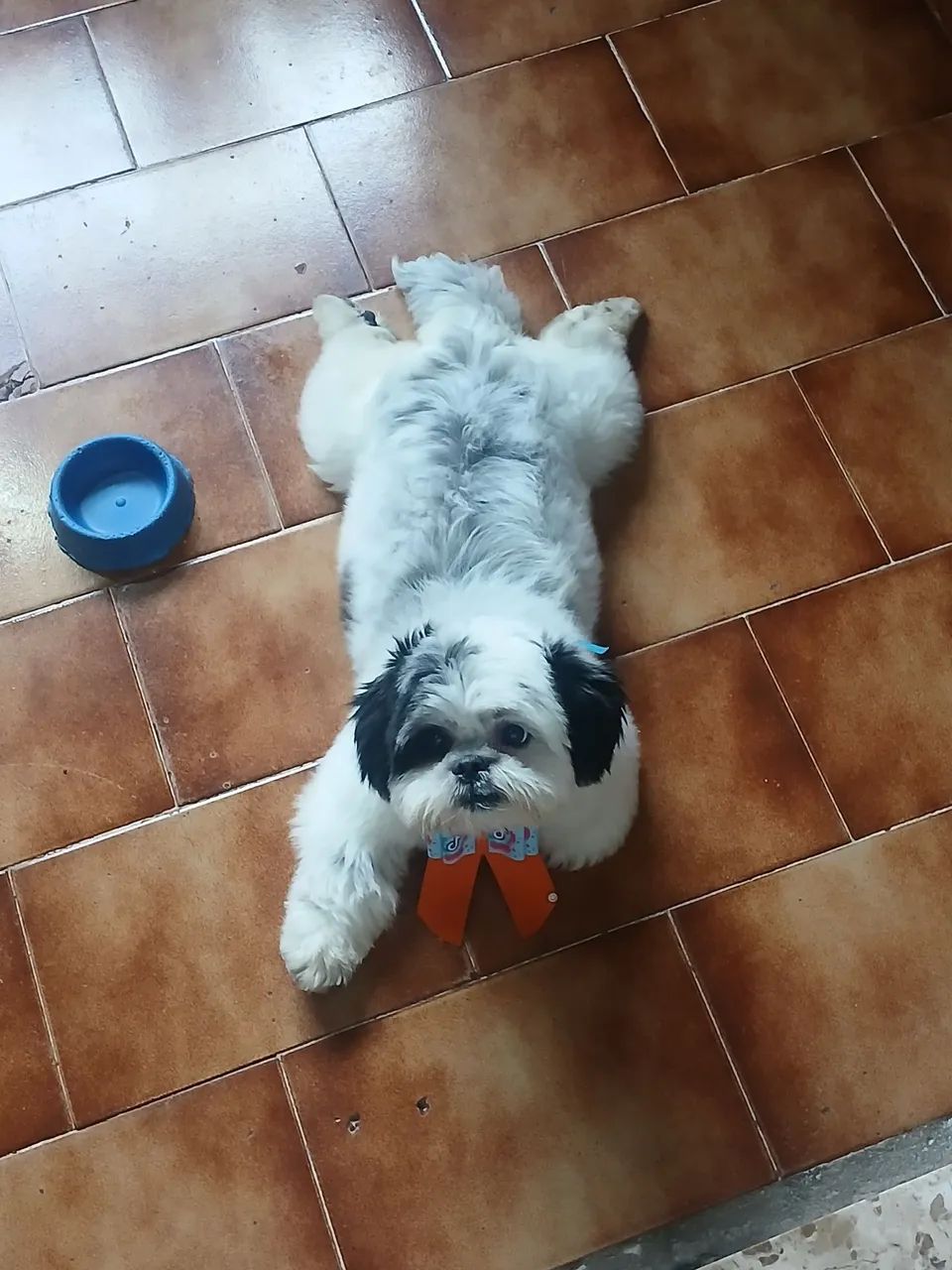 Cachorro 10 meses ,macho Shitzu preto e branco.  - Foto 2