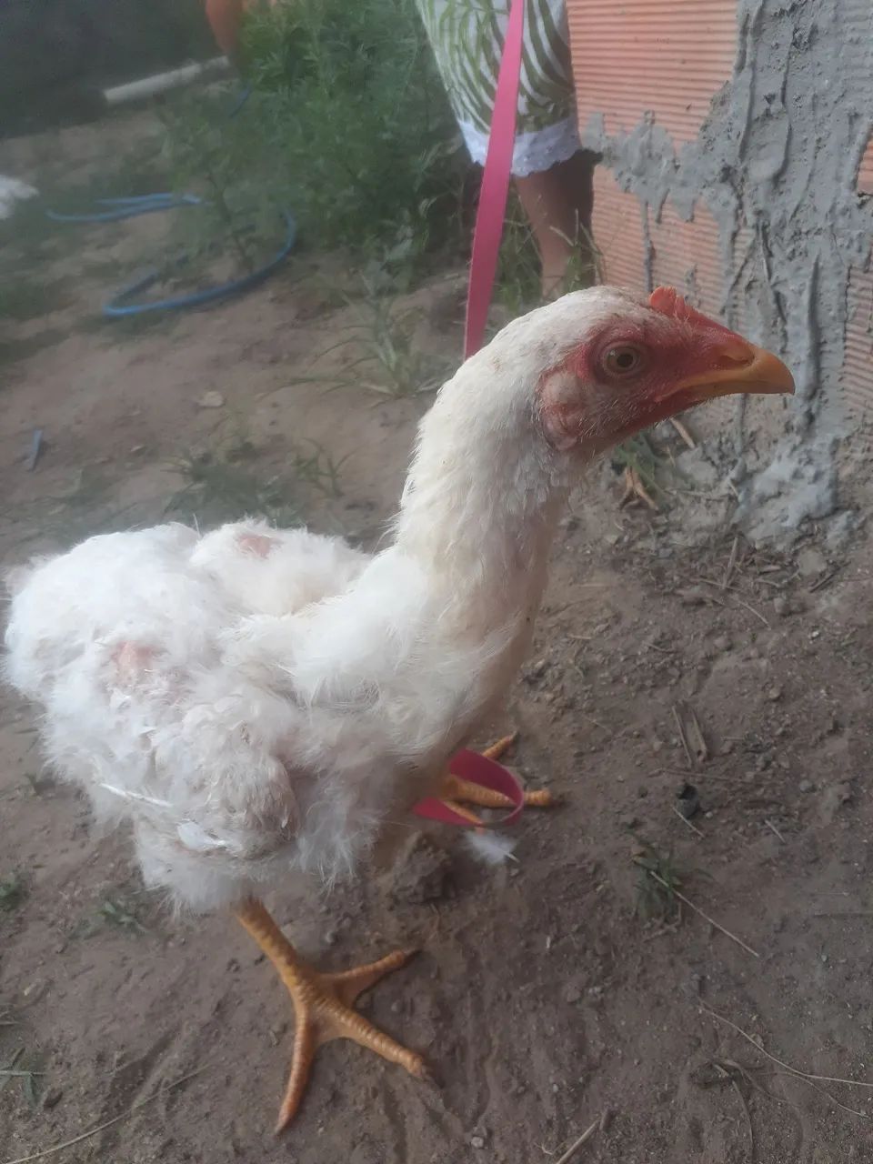 Galinhas  - Foto 3