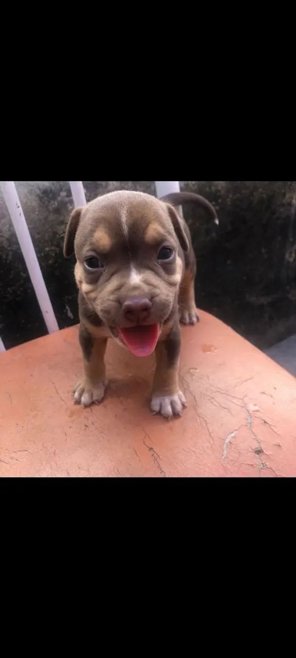 AMERICAN BULLY DISPONÍVEL  - Foto 2