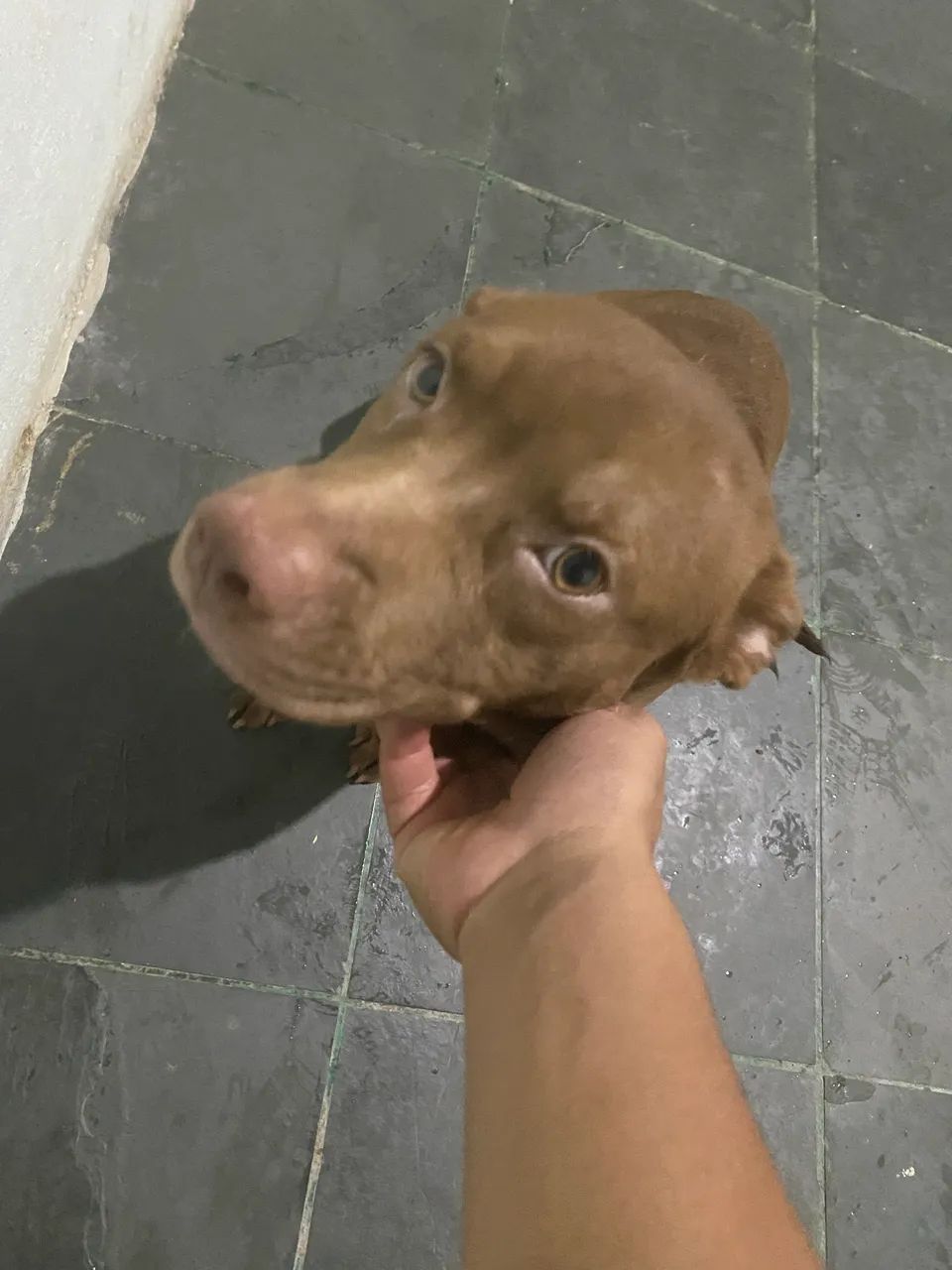 Doa-se Pitbull misturado 