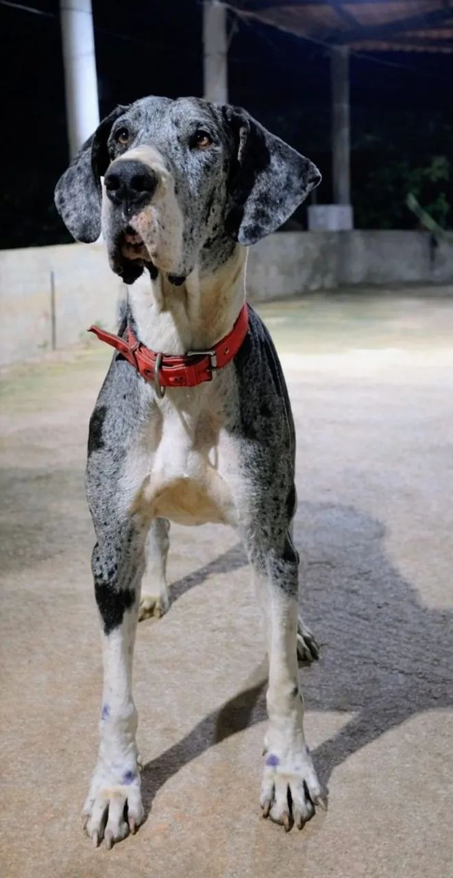 Dog alemão  - Foto 3