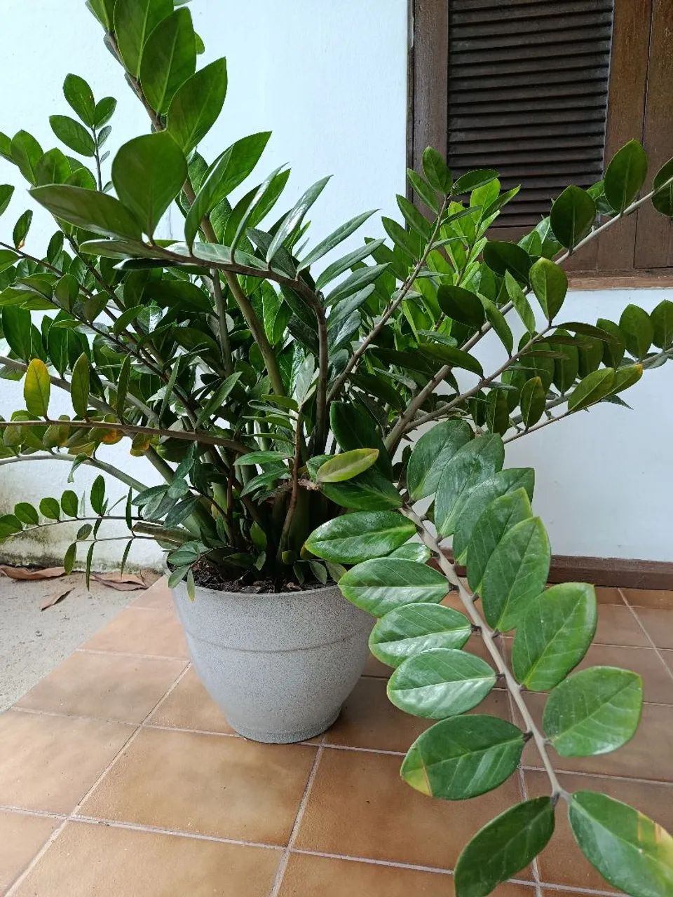 Zamioculca  - Foto 3