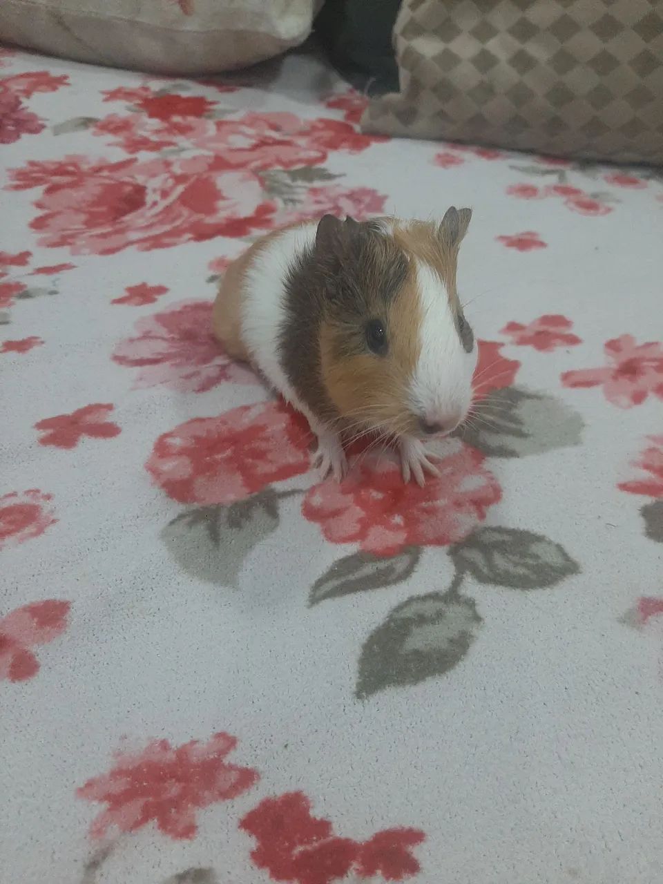 Animal de estimação  - Foto 2