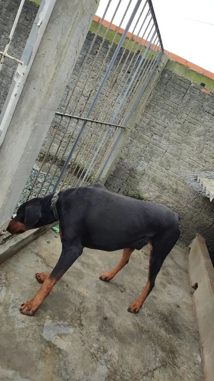 Doberman  - Foto 2