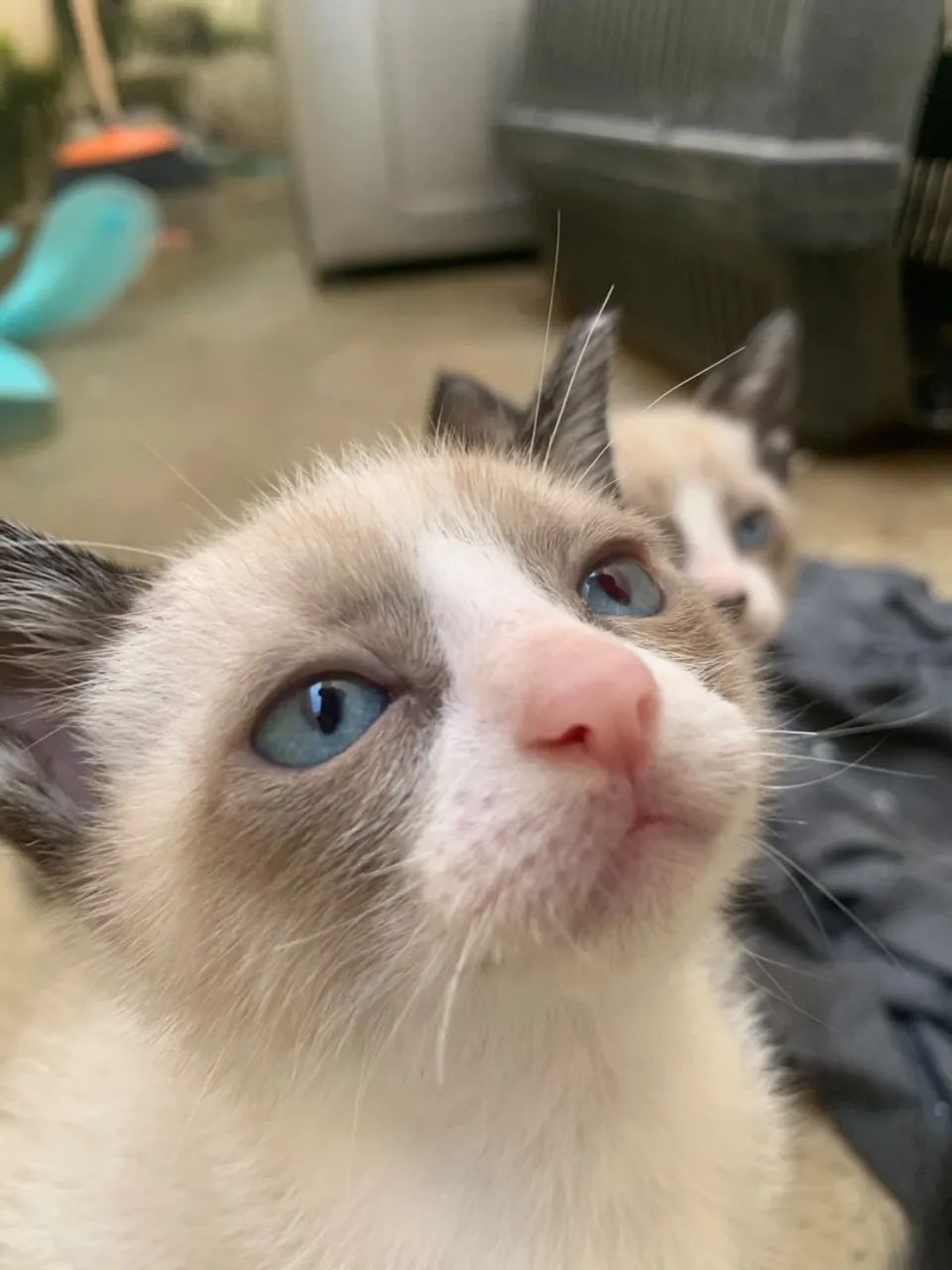 Doa - se gatos