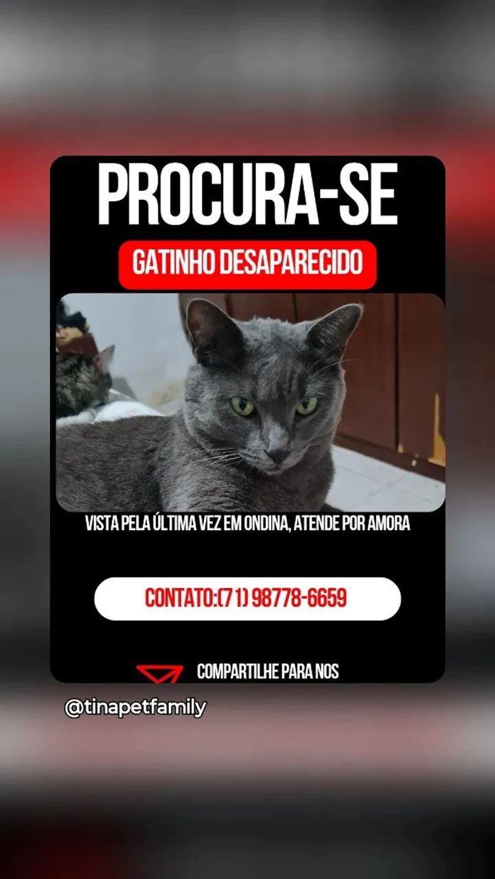 Gata perdida  - Foto 2