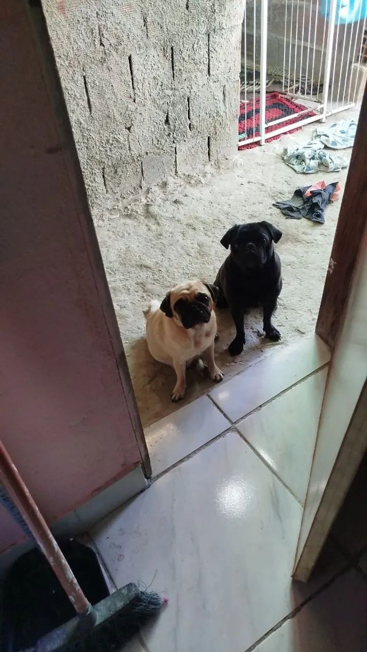 Pug Fêmea e Macho. - Foto 5