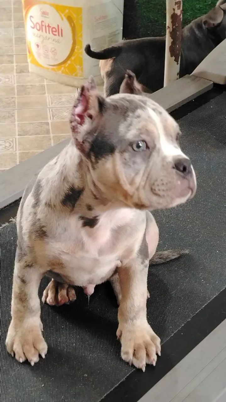 American Bully SP 